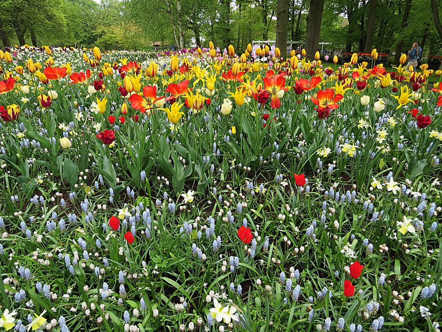flowers
