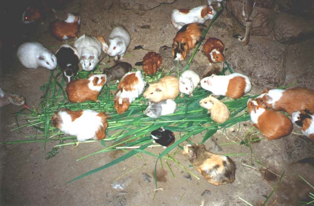 Guinea pigs