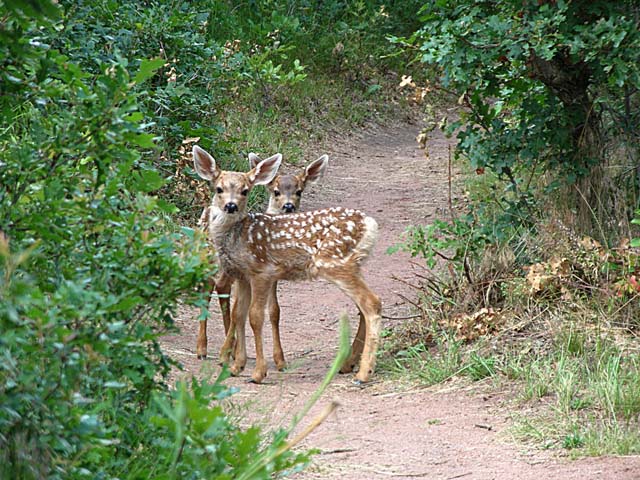 fawns2