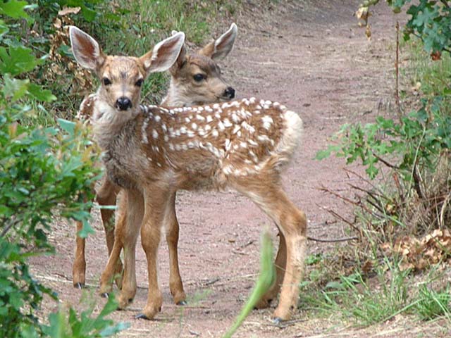 fawns4