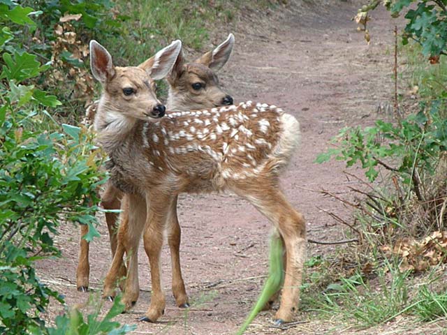 fawns5
