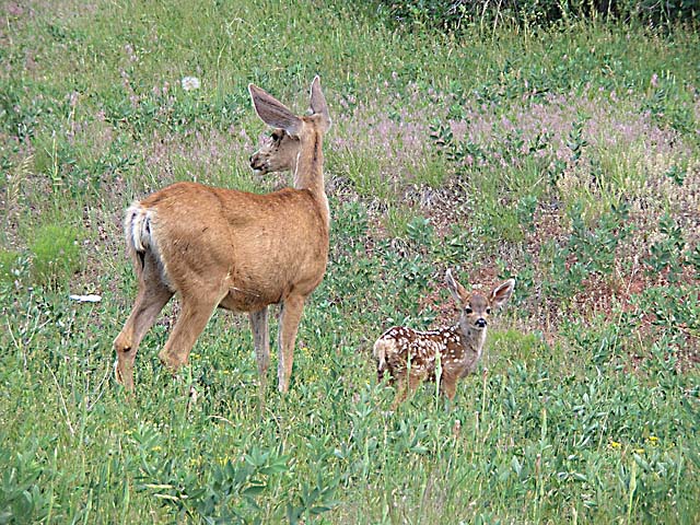 fawns7