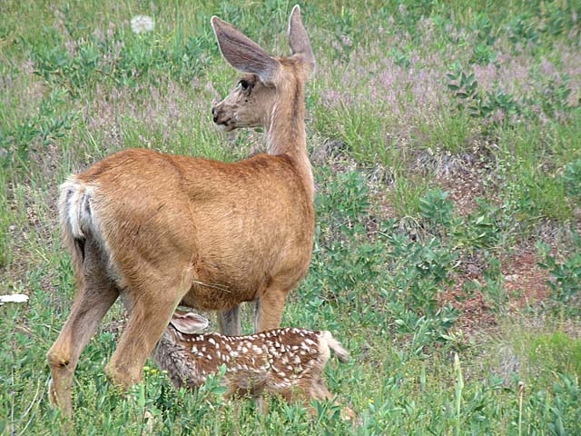 fawns8