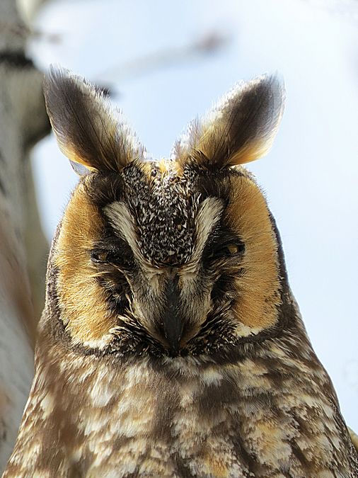 owl