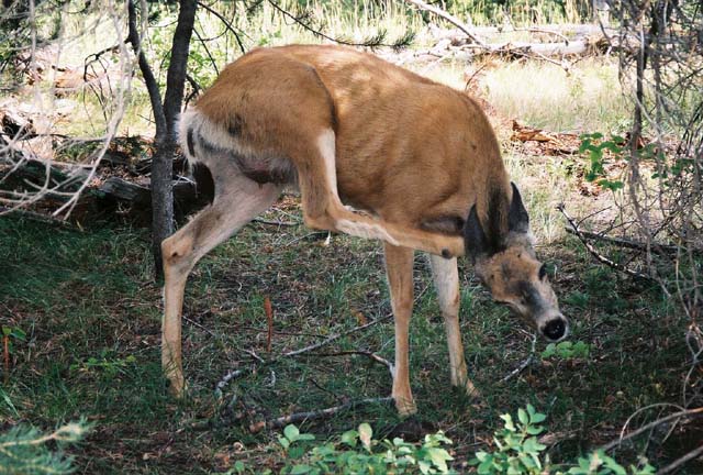 Female deer