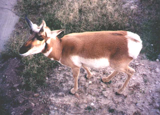 Pronghorn