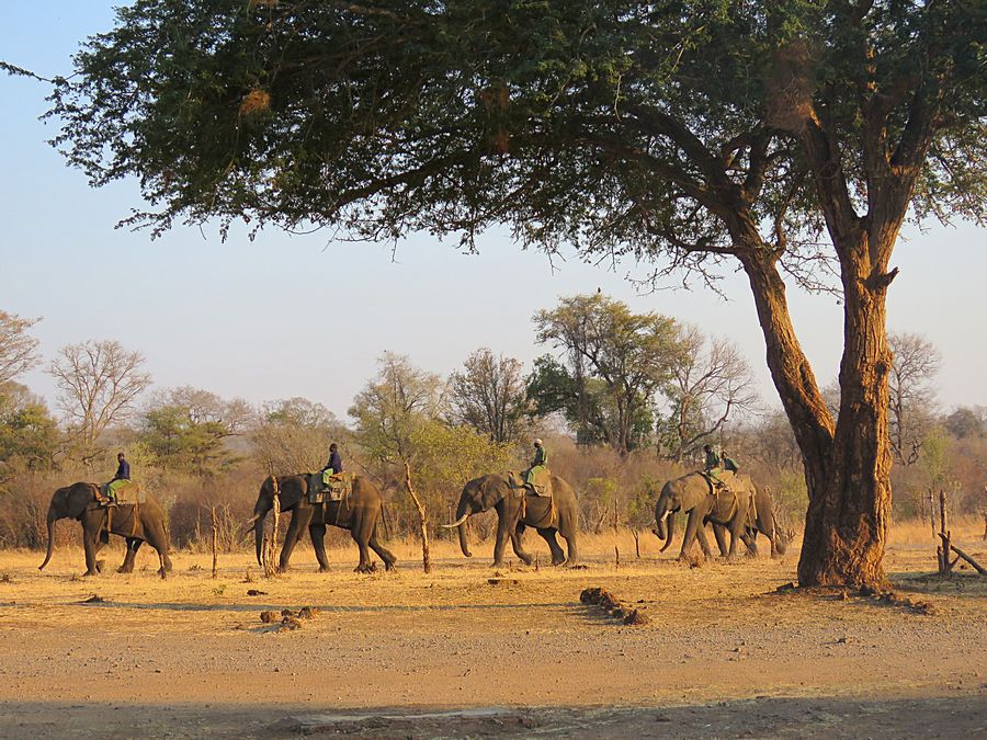 elephant walk