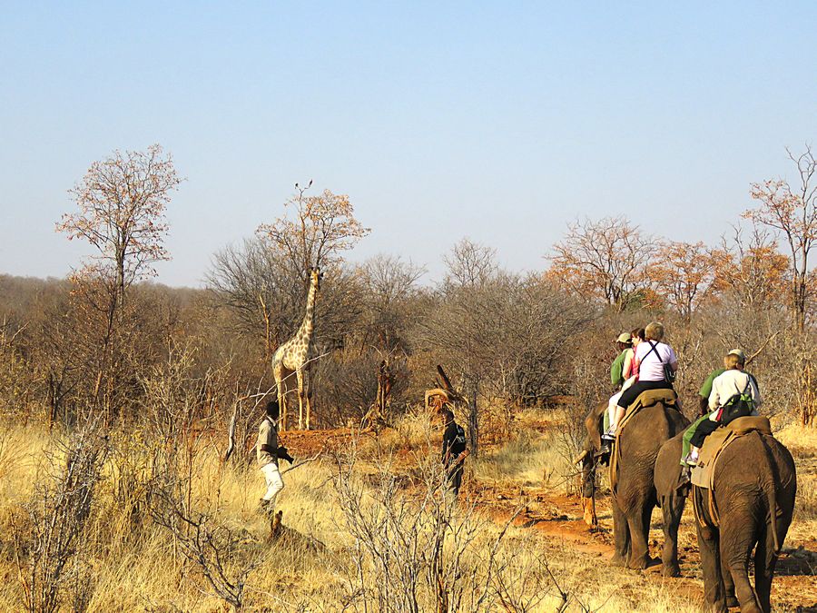 elephant walk