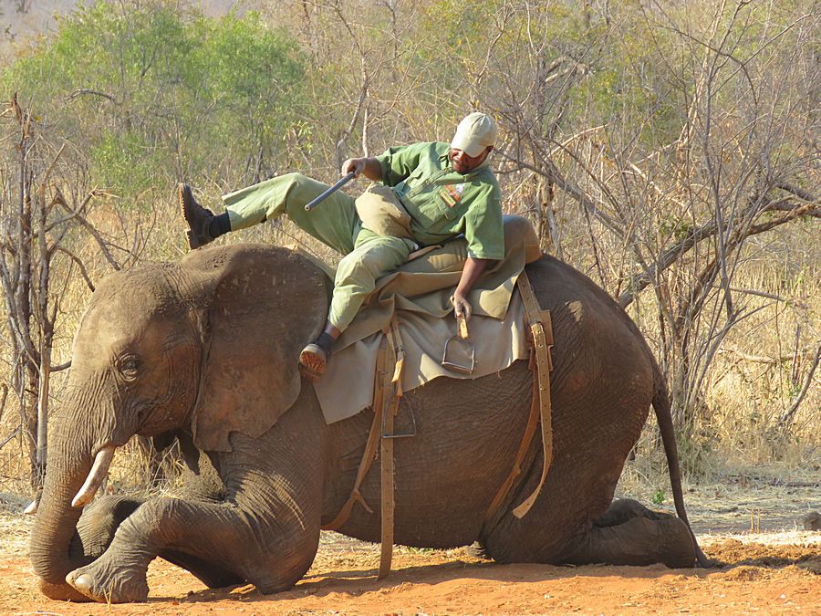 elephant