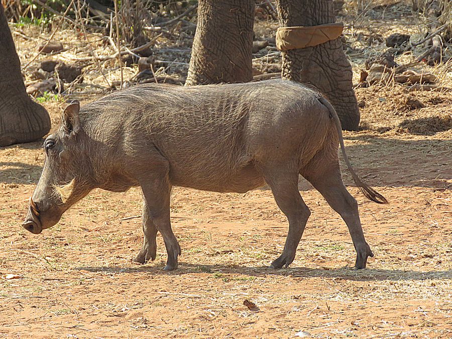 warthog