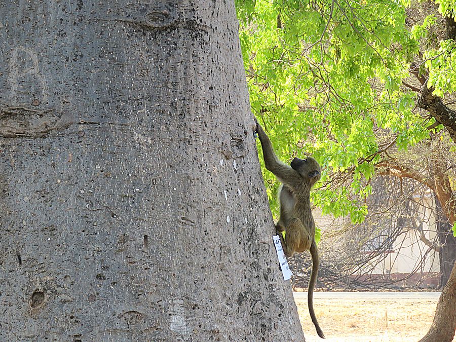 baboon