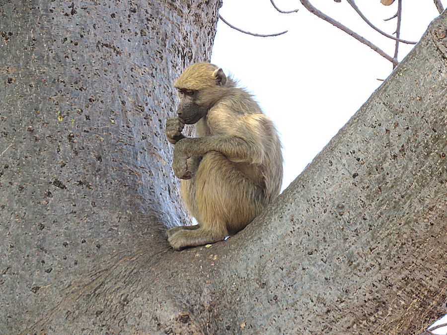 baboon