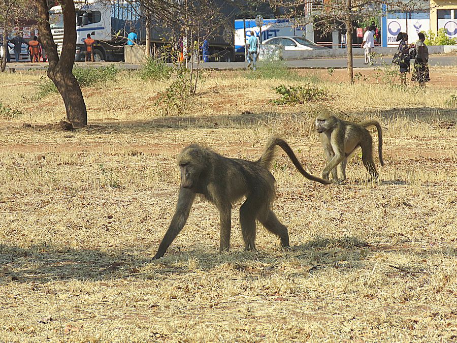 baboons