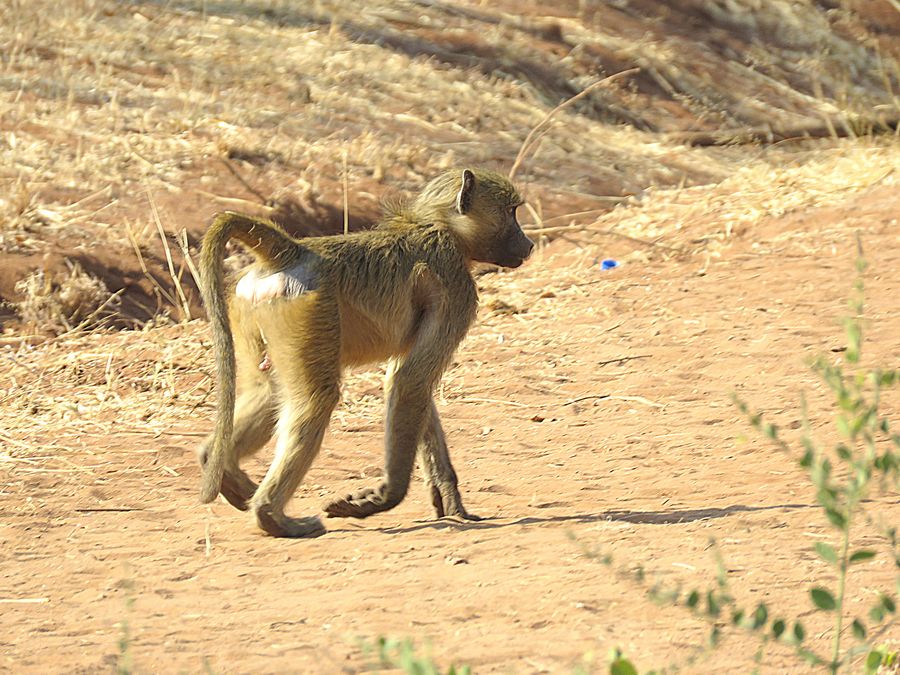 baboon