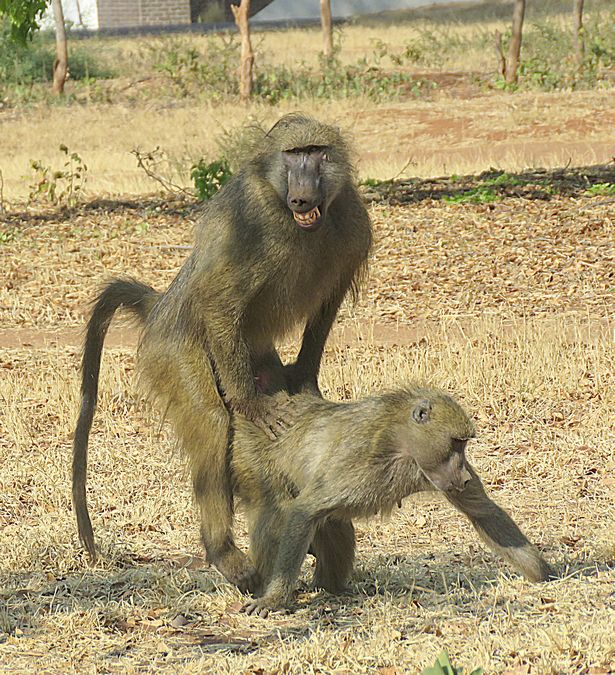 mating