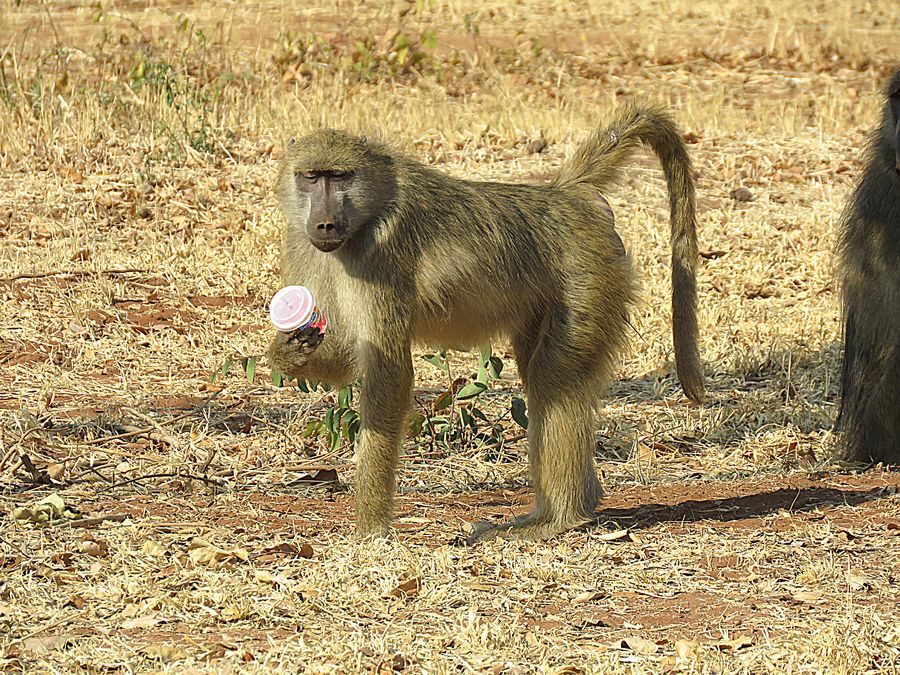 baboon