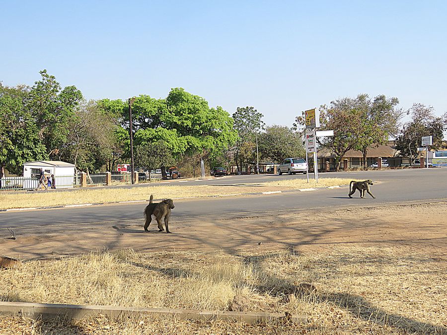 baboons crossing road