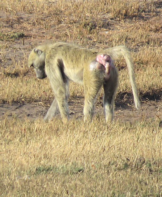 baboon