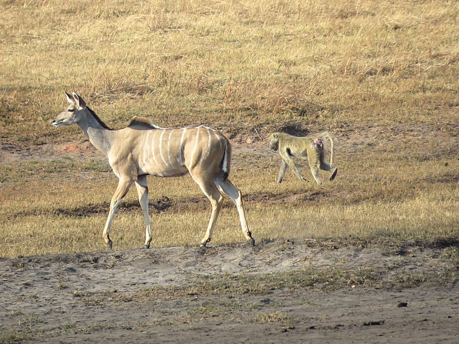 kudu and baboon