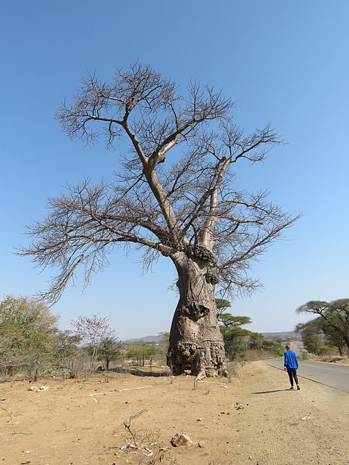 baobab tree