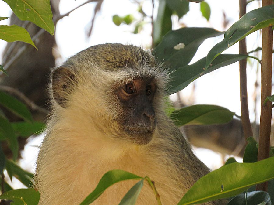 monkey