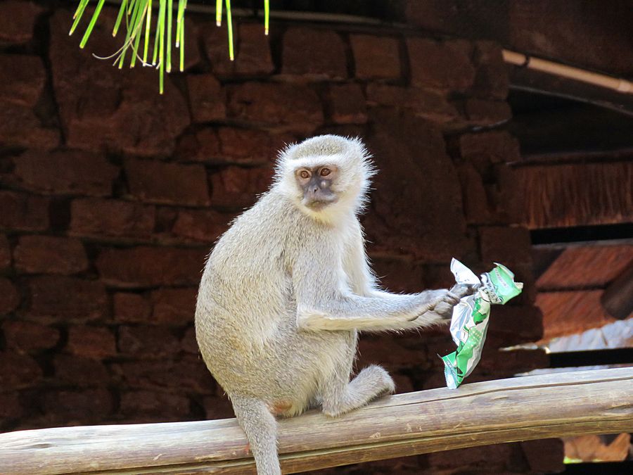 monkey