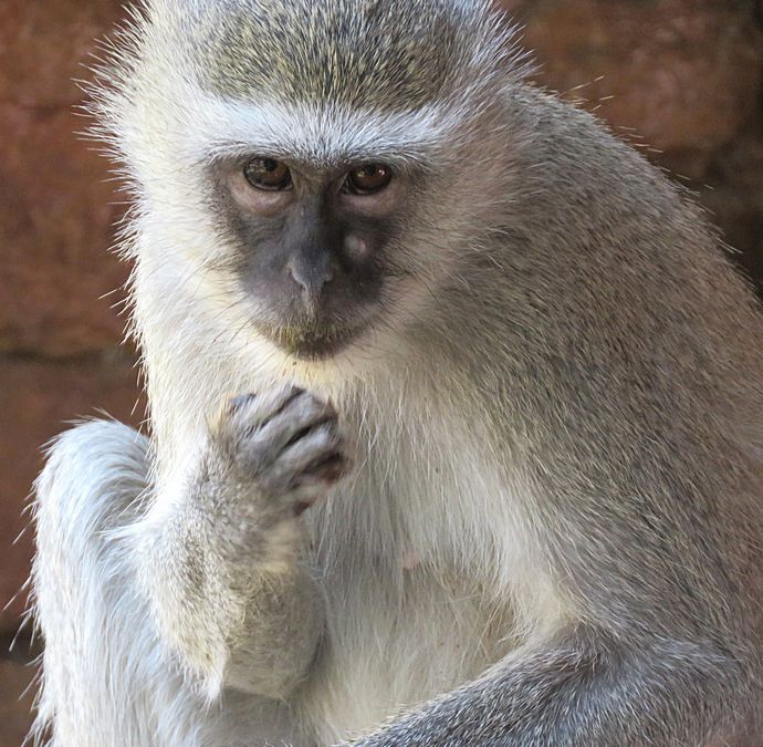 monkey