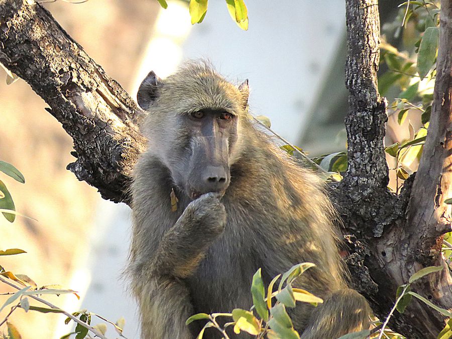baboon