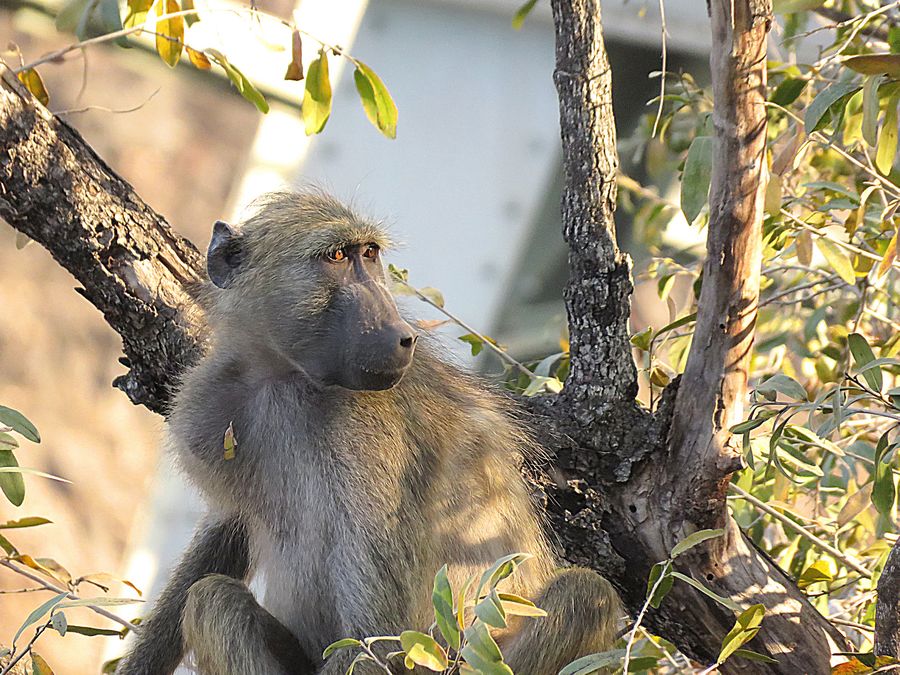 baboon
