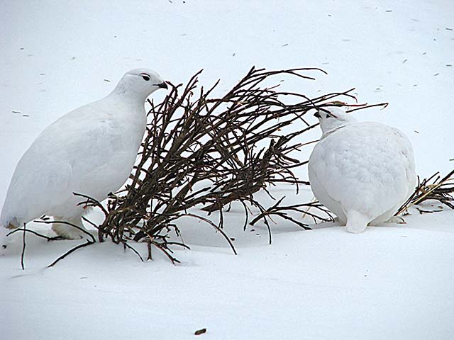 ptarmigan1