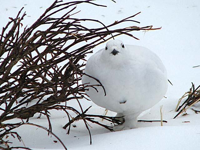 ptarmigan2