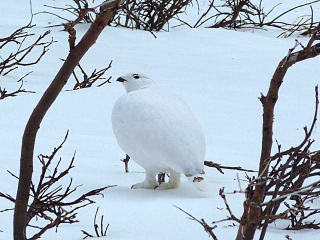 ptarmigan3