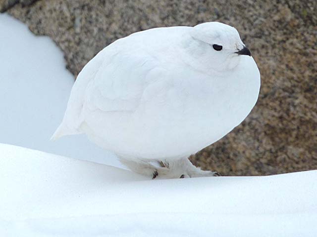 ptarmigan6