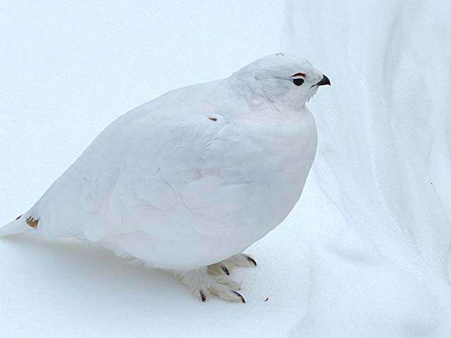 ptarmigan7