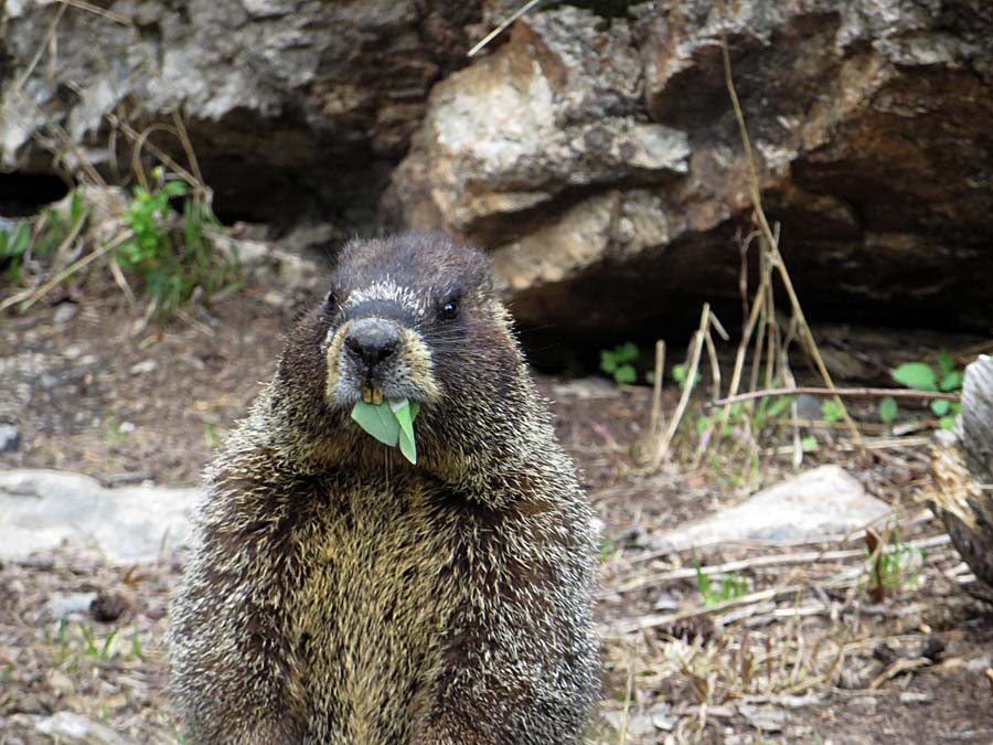 marmot