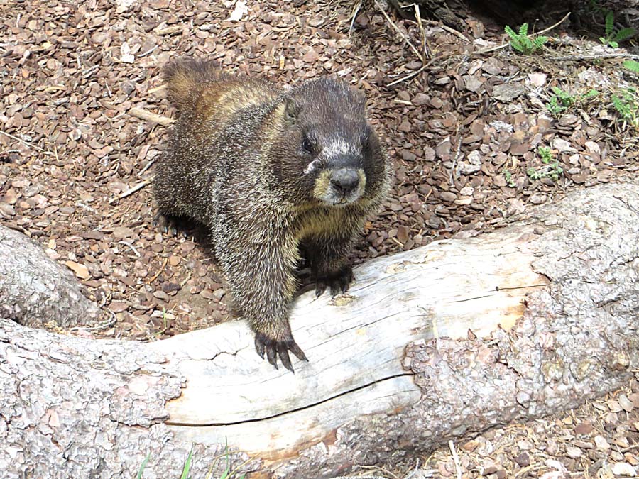 marmot