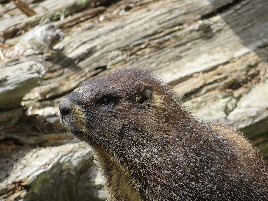 marmot