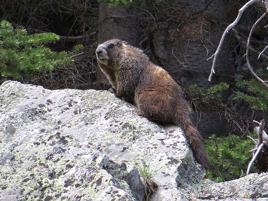 marmot